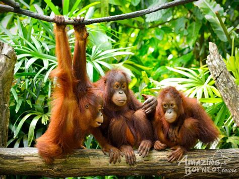 orang utan borneo tour